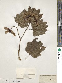 Acer circinatum image