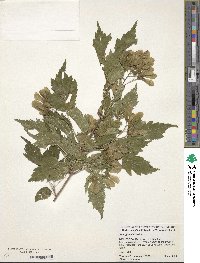 Acer tataricum image