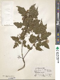 Acer tataricum subsp. ginnala image