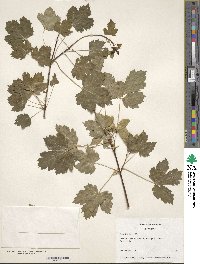 Acer glabrum image