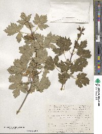 Acer glabrum image