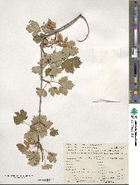 Acer glabrum image