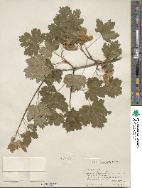 Acer glabrum image