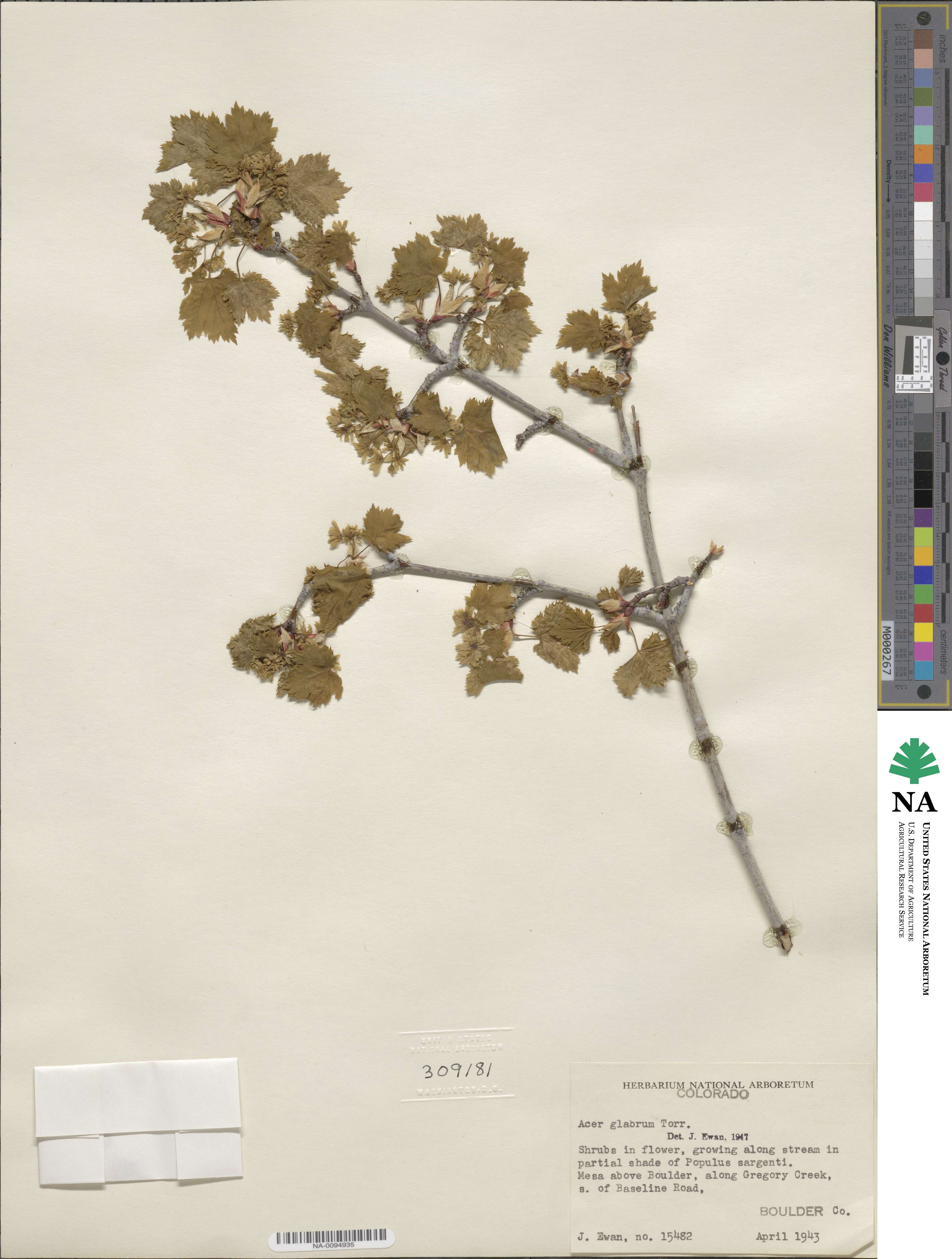 Acer glabrum image