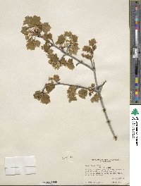 Acer glabrum image