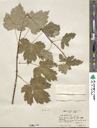 Acer glabrum image