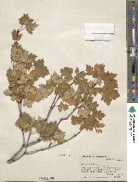 Acer glabrum image