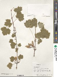 Acer glabrum image