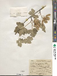 Acer glabrum image