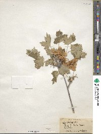 Acer glabrum image