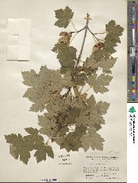 Acer glabrum image