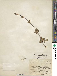 Acer glabrum image