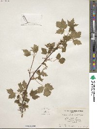 Acer glabrum image