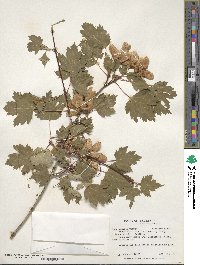 Acer glabrum image