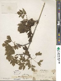 Acer glabrum image