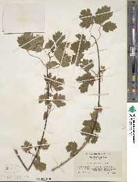 Acer glabrum image