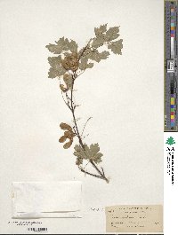 Acer glabrum image