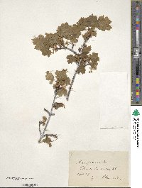 Acer glabrum image