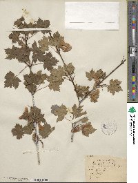 Acer glabrum image