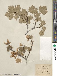 Acer glabrum image