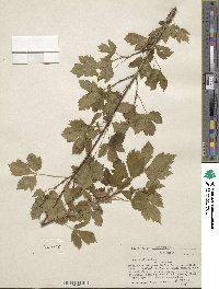 Acer glabrum image