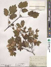 Acer glabrum image