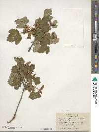 Acer glabrum image