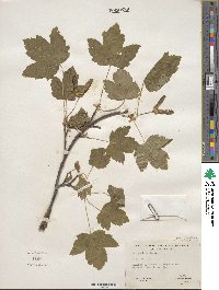 Acer glabrum image