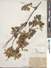 Acer glabrum image