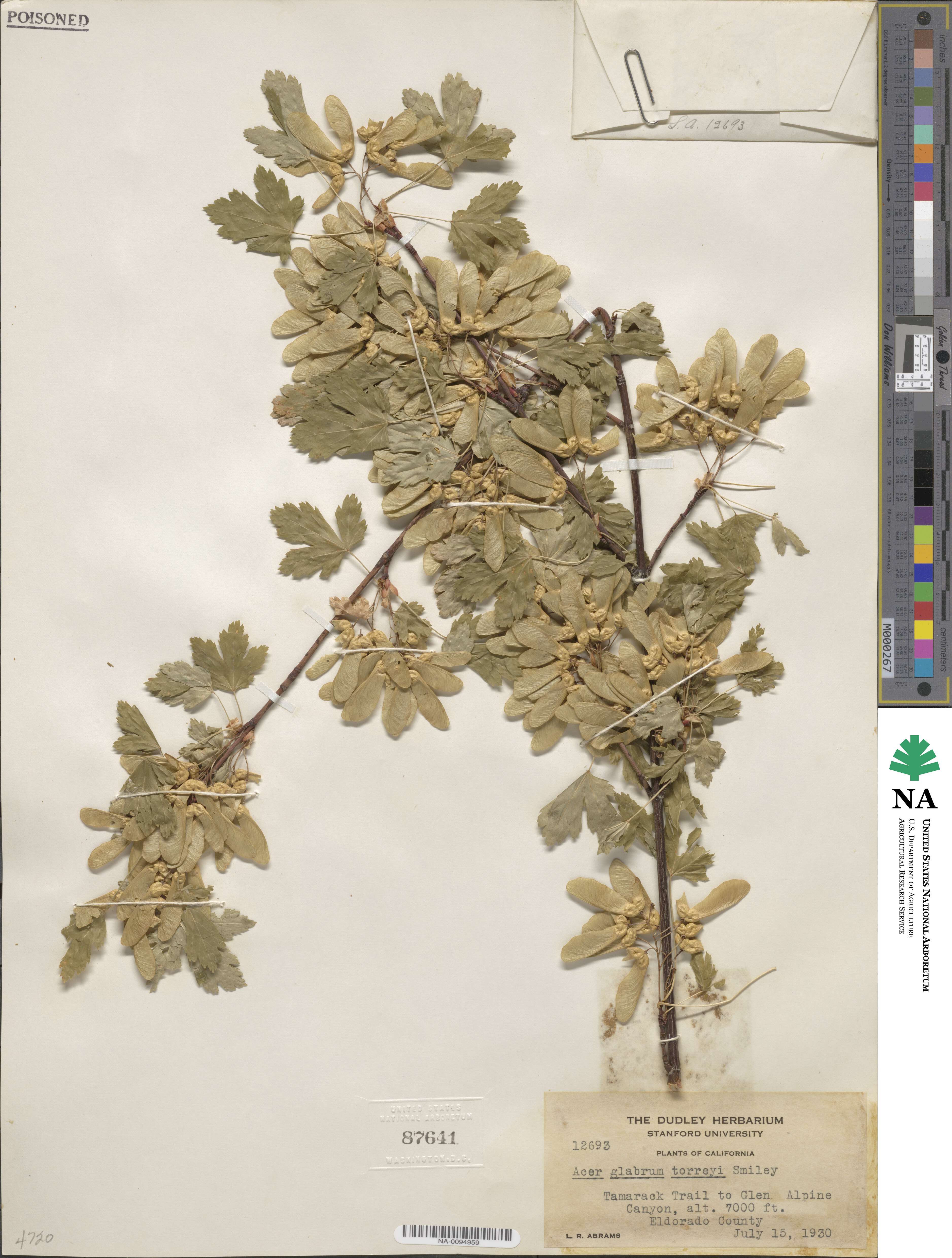 Acer glabrum var. torreyi image