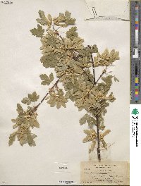 Acer glabrum image