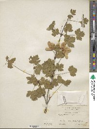 Acer glabrum image