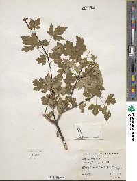 Acer glabrum image