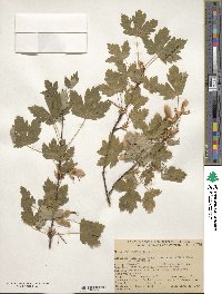 Acer glabrum image