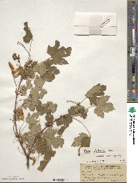 Acer glabrum image