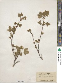 Acer glabrum image