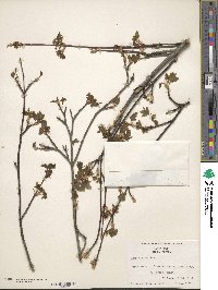 Acer glabrum image