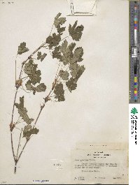 Acer glabrum image