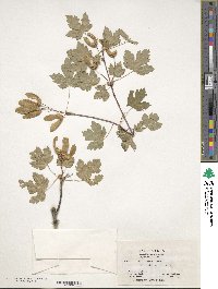 Acer glabrum image