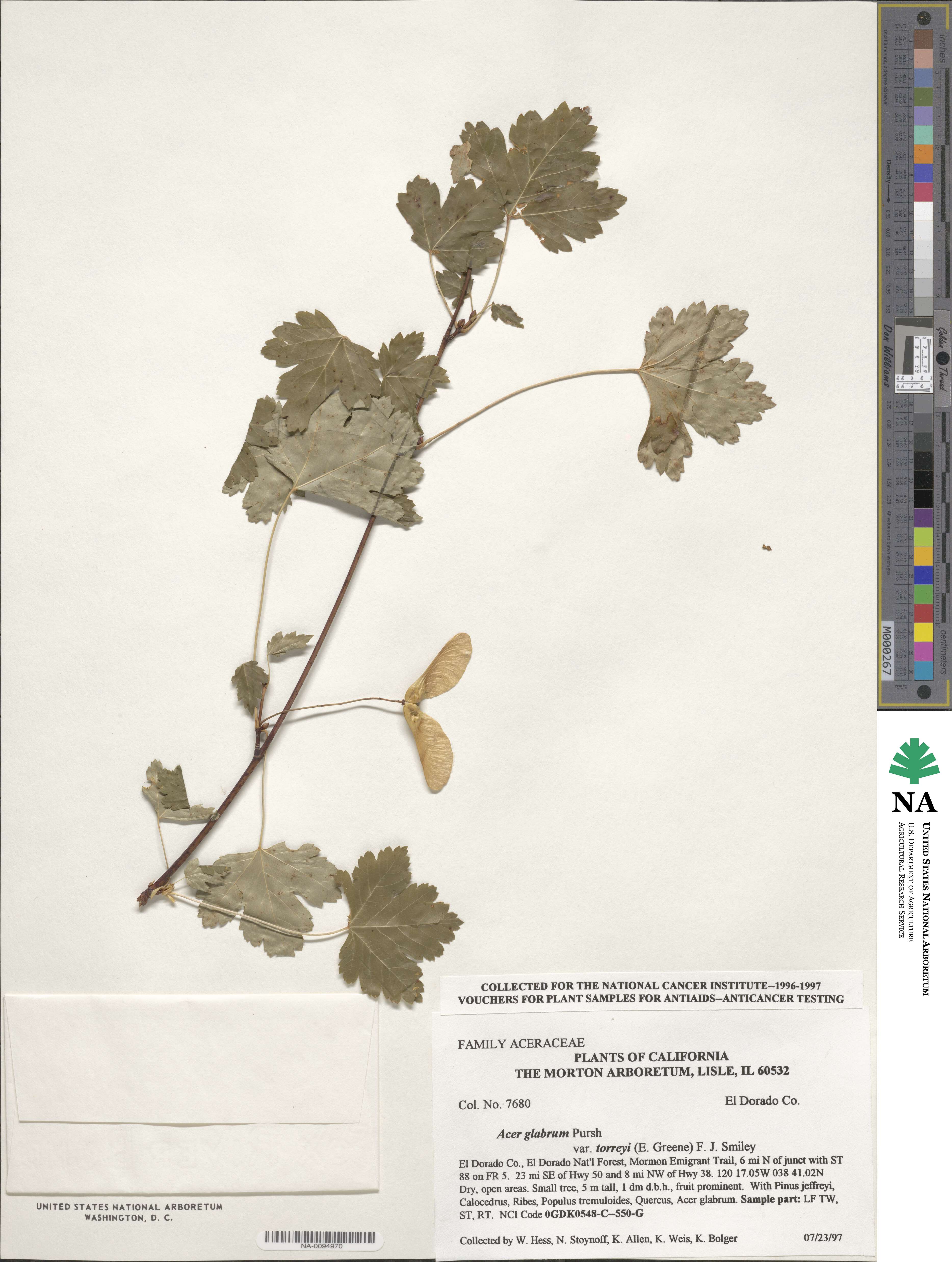 Acer glabrum image