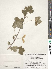 Acer glabrum image