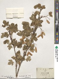 Acer glabrum image