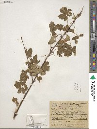 Acer glabrum image