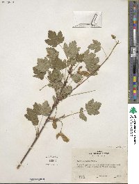 Acer glabrum image