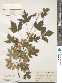 Acer glabrum image