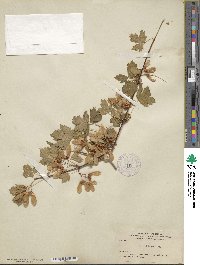 Acer glabrum image