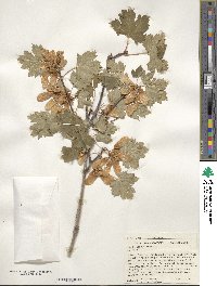 Acer glabrum image