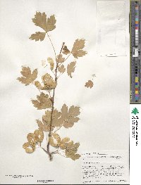 Acer glabrum image