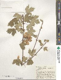 Acer glabrum image