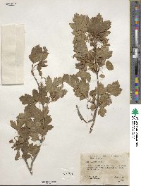 Acer glabrum image